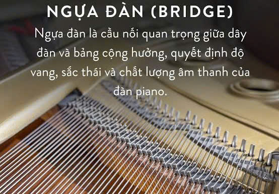 Ngựa đàn piano Yamaha C5 truyền rung xuống bảng cộng hưởng